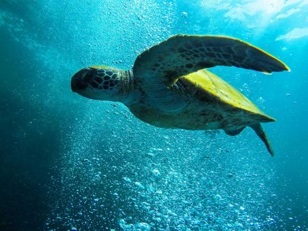 Santa Priscila - Día mundial de las tortugas marinas